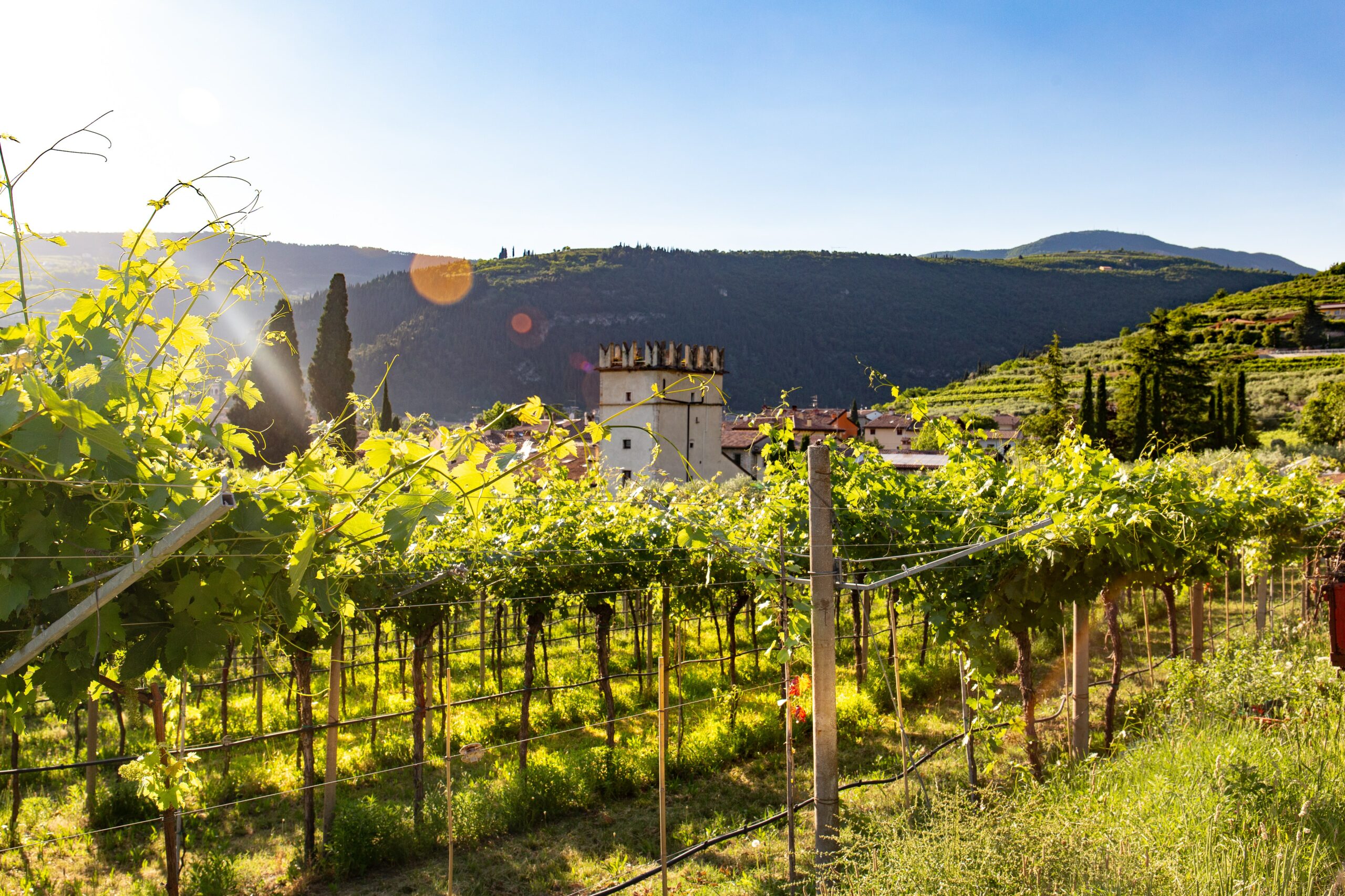 En resa genom Italiens vindistrikt: Upptäck den rika vintraditionen i det italienska landskapet